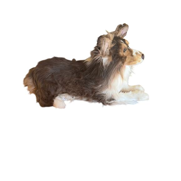 Cuddle Clones Shetland Sheepdog| SHELTIE| REALISTIC HANDCRAFTED| Plush 26" - Picture 11 of 15